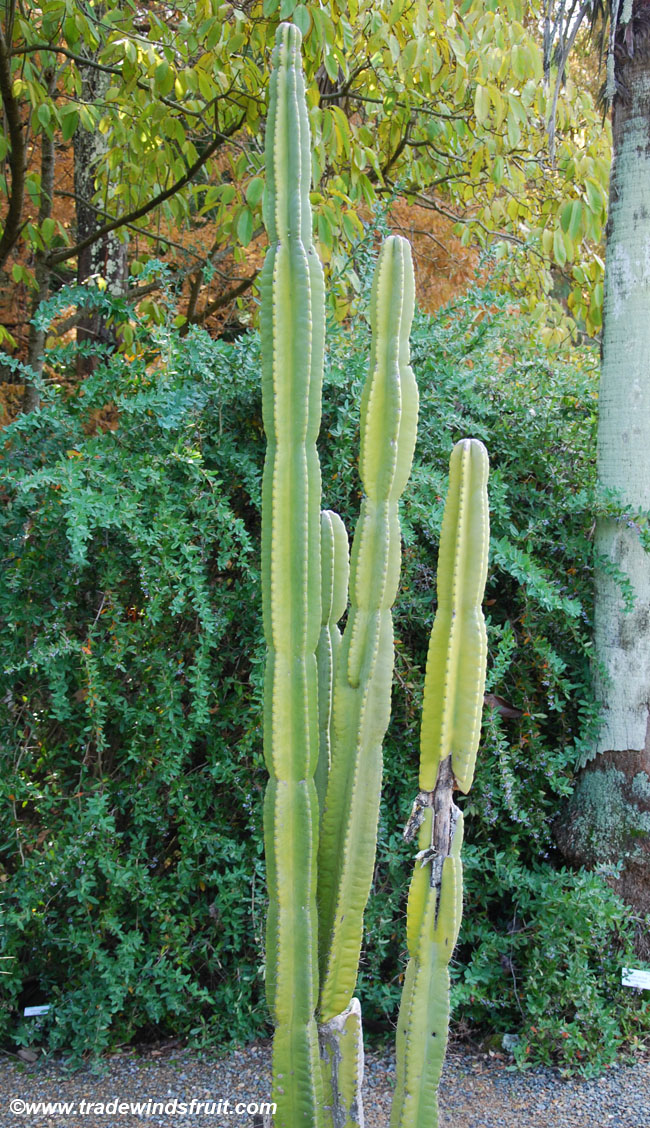 Cereus jamacaru